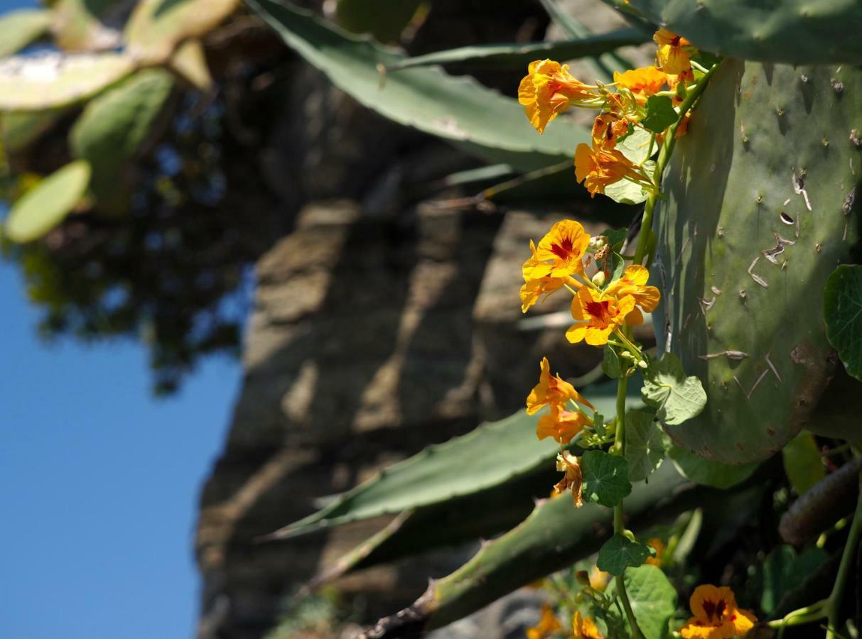 Agave Room Rental Riomaggiore Bagian luar foto